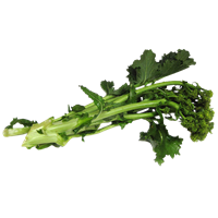 Broccoli Rabe Färsk IT