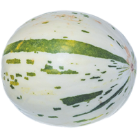 Meloner Dino IT